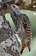 Cardinal Woodpecker