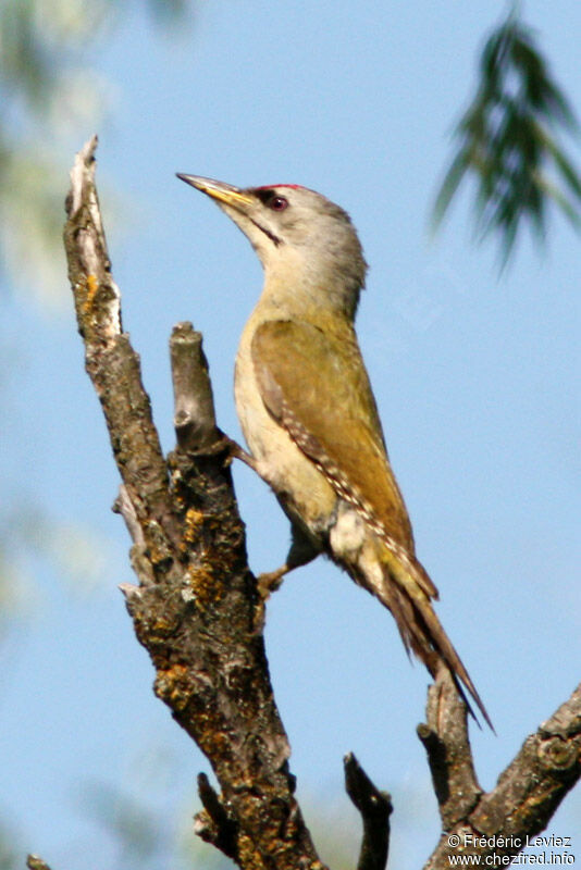 Grey-headed Woodpecker male adult, identification