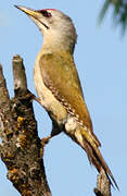 Grey-headed Woodpecker