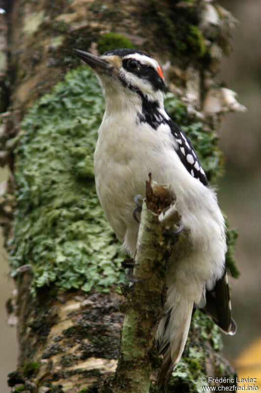 Hairy Woodpecker, identification