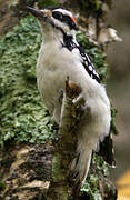 Hairy Woodpecker