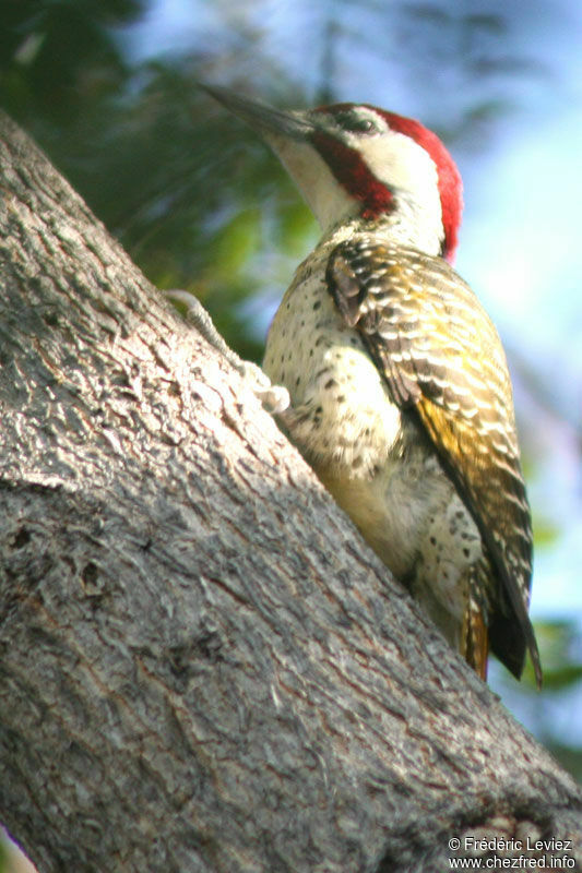 Bennett's Woodpecker male adult