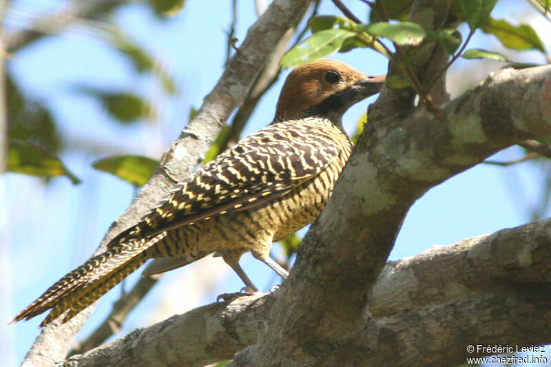 Fernandina's Flicker male adult