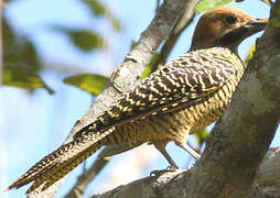 Fernandina's Flicker