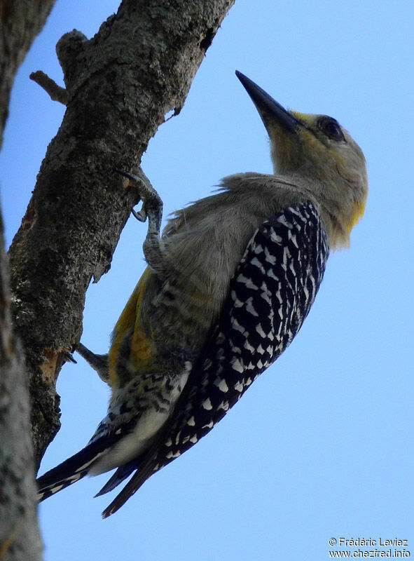 Hoffmann's Woodpeckeradult