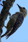 Hoffmann's Woodpecker