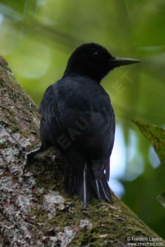 Pic de la Guadeloupeadulte, identification