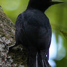 Pic de la Guadeloupe