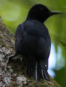 Guadeloupe Woodpecker