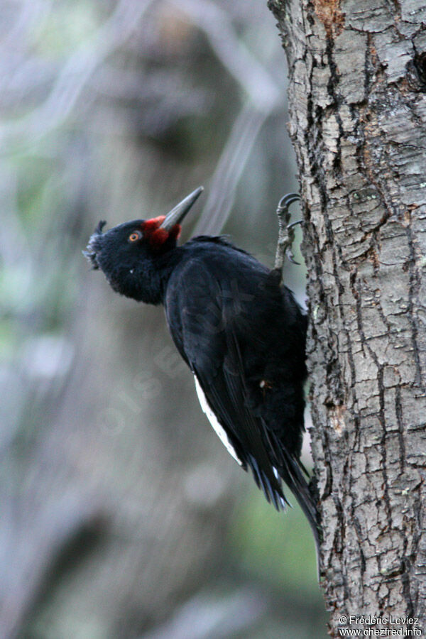 Magellanic Woodpecker female adult