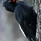 Pic de Magellan