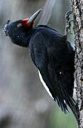 Magellanic Woodpecker