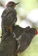 Nubian Woodpecker