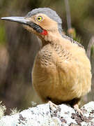 Andean Flicker