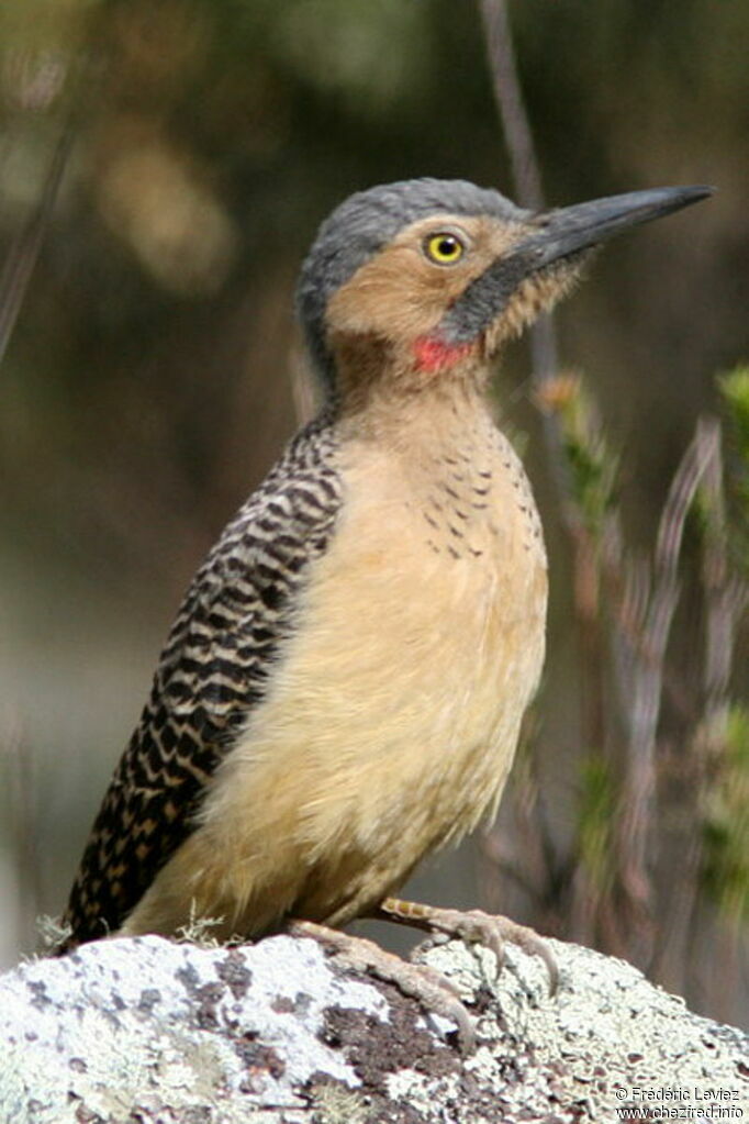 Andean Flickeradult