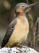 Andean Flicker