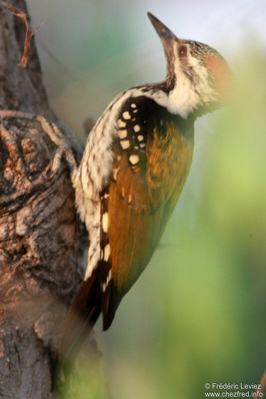 Black-rumped Flamebackadult, identification