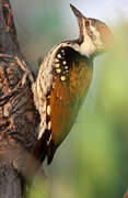 Black-rumped Flameback