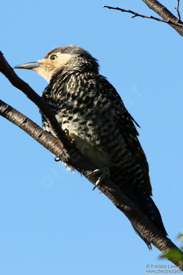 Chilean Flickeradult, identification