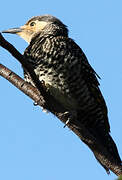 Chilean Flicker