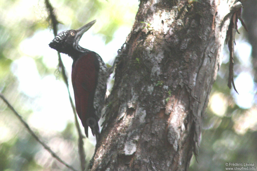 Pic du Sri Lanka femelle adulte, identification