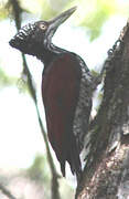 Crimson-backed Flameback