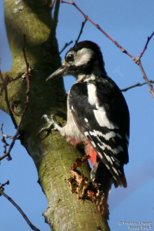 Great Spotted Woodpecker female adult