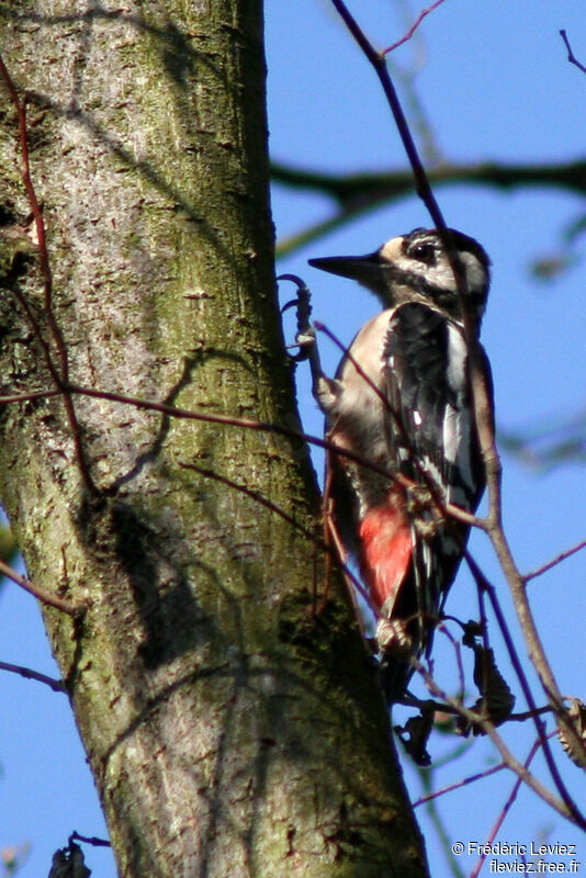 Great Spotted Woodpecker female adult