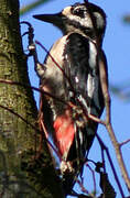 Great Spotted Woodpecker