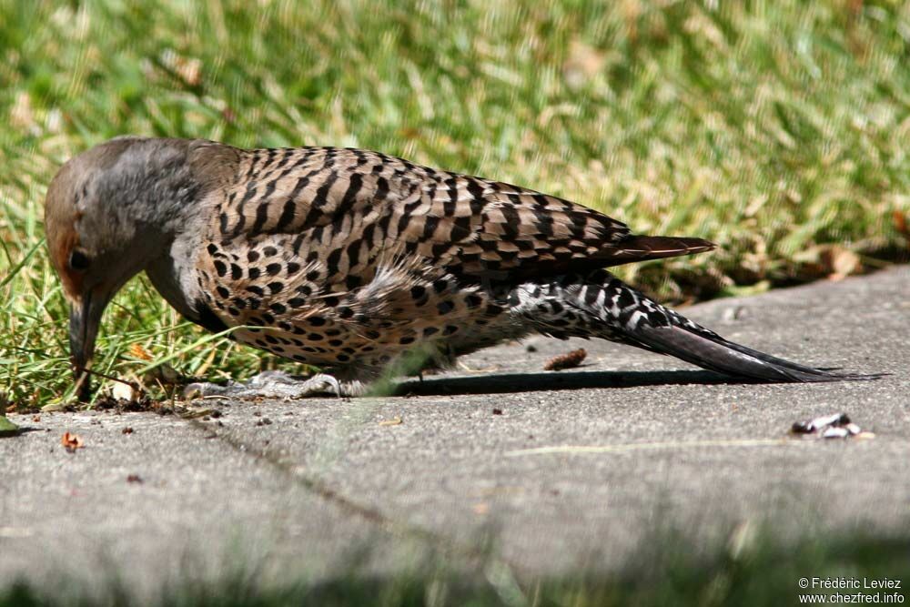 Northern Flicker female adult, identification, Behaviour