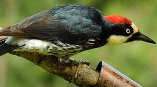 Acorn Woodpecker