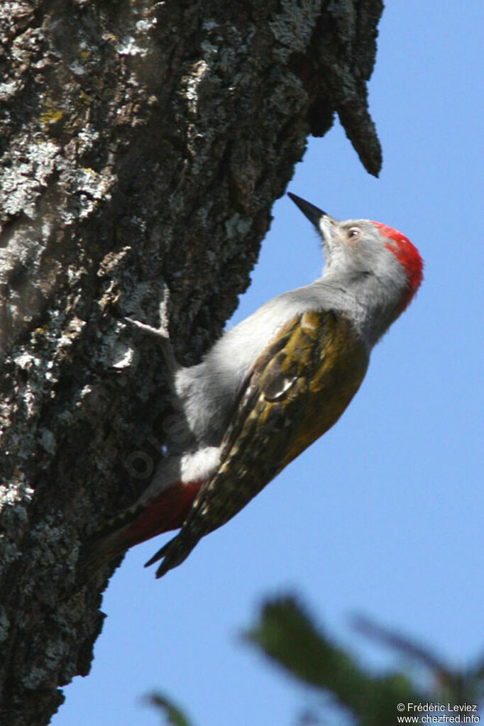 African Grey Woodpecker male adult