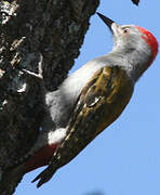 African Grey Woodpecker