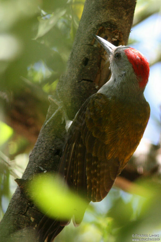 African Grey Woodpecker male adult, identification