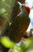 African Grey Woodpecker