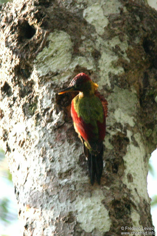 Crimson-winged Woodpecker male adult, identification
