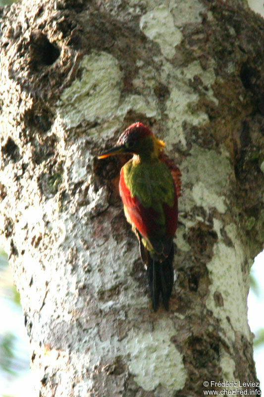 Pic grenadin mâle adulte, identification