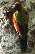 Crimson-winged Woodpecker