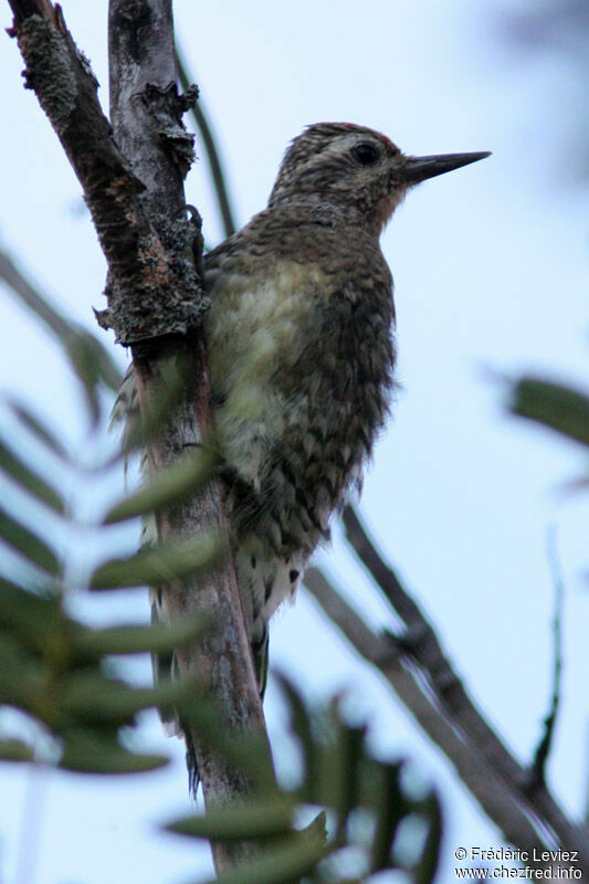 Pic maculé, identification