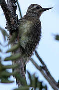 Yellow-bellied Sapsucker