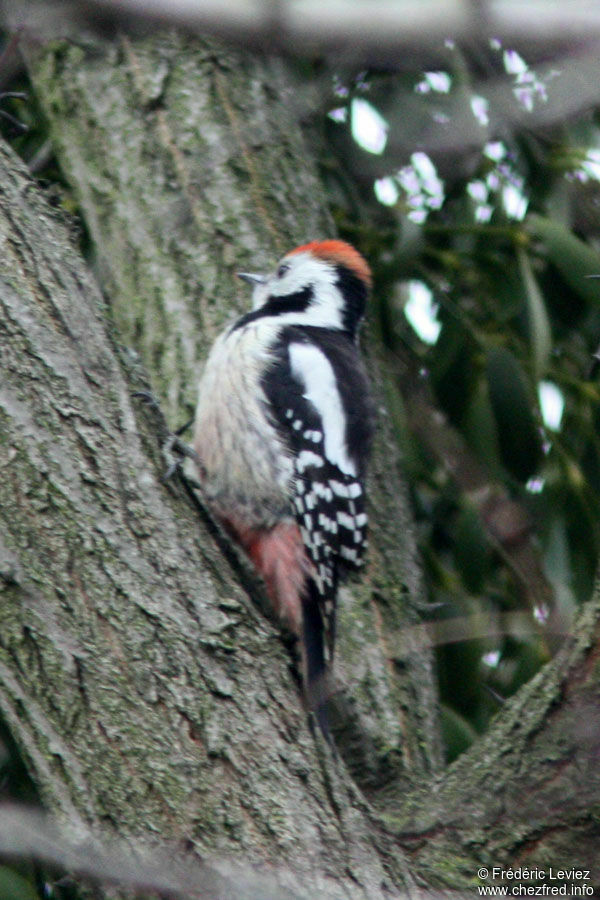 Middle Spotted Woodpeckeradult