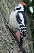 Middle Spotted Woodpecker