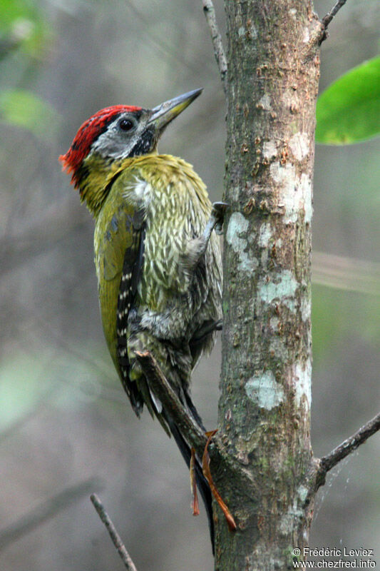 Laced Woodpecker male adult, identification