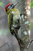 Laced Woodpecker