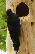 Black Woodpecker