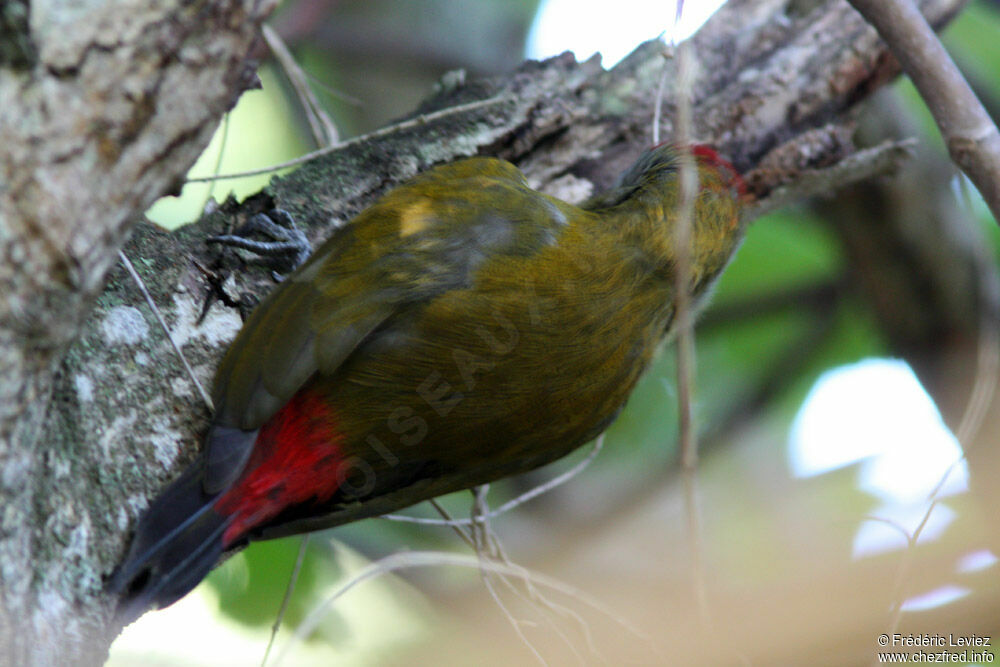 Olive Woodpecker male adult, identification