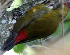 Olive Woodpecker