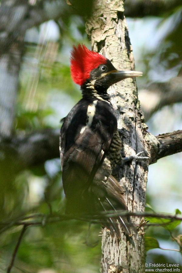 Lineated Woodpecker female adult