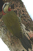 Cuban Green Woodpecker