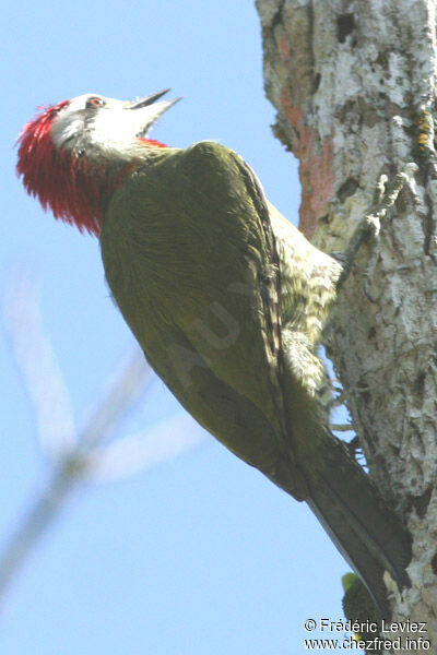 Cuban Green Woodpecker male adult